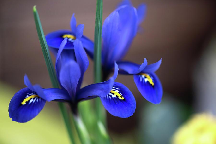 Iris Photograph - Blue Iris Reticulata by Jenny Rainbow