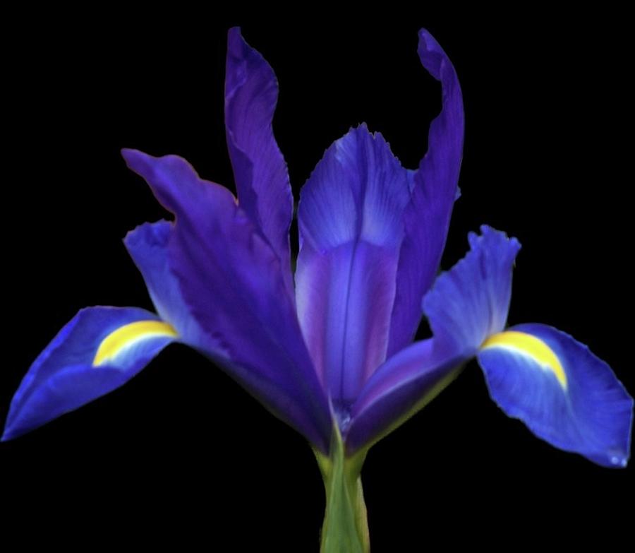 Blue Iris Sprng 2023 Photograph by Richard Cummings