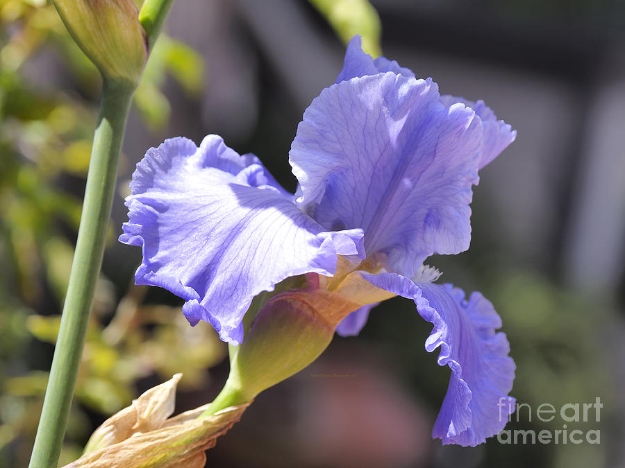 Blue Iris Wind Blown Photograph by Richard Thomas