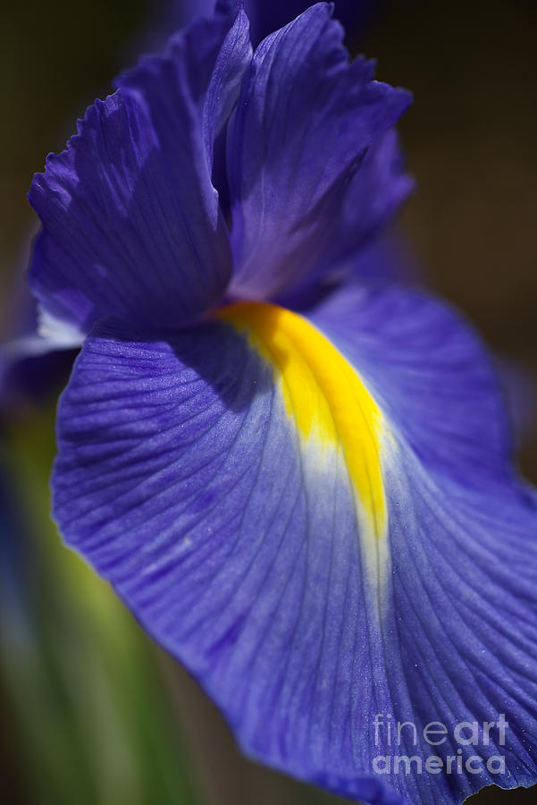 Nature Photograph - Blue Iris with Yellow by Joy Watson