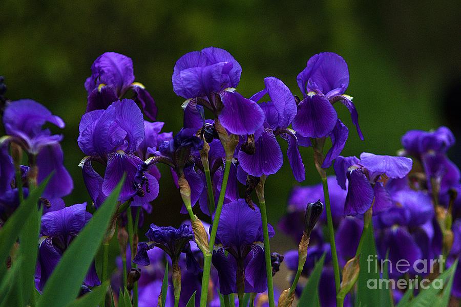 Blue Irises in Botanical Garden Balchik Photograph by Amalia Suruceanu