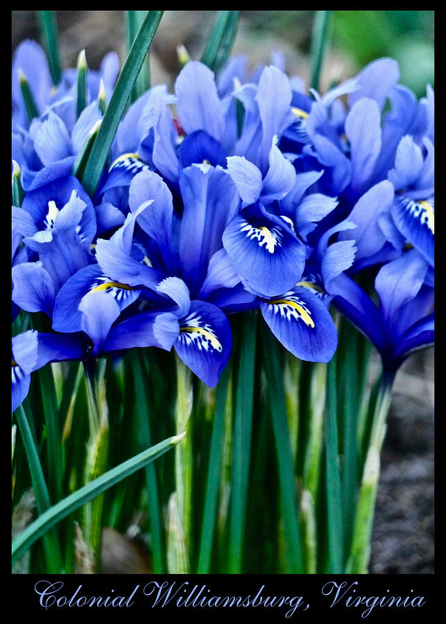 Blue Irises - Postcard  Photograph by Rachel Morrison