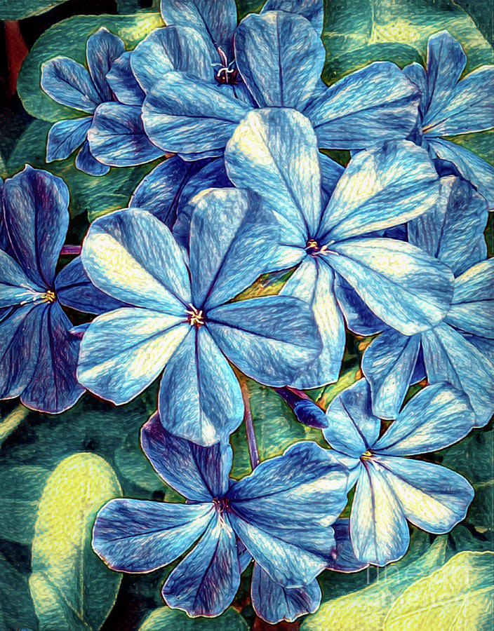 Blue Jasmine 2 Photograph by Frances Ann Hattier