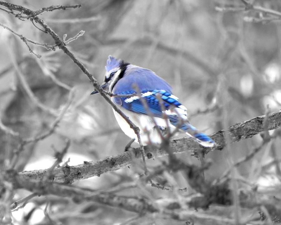 Blue Jay Photograph by Amanda R Wright