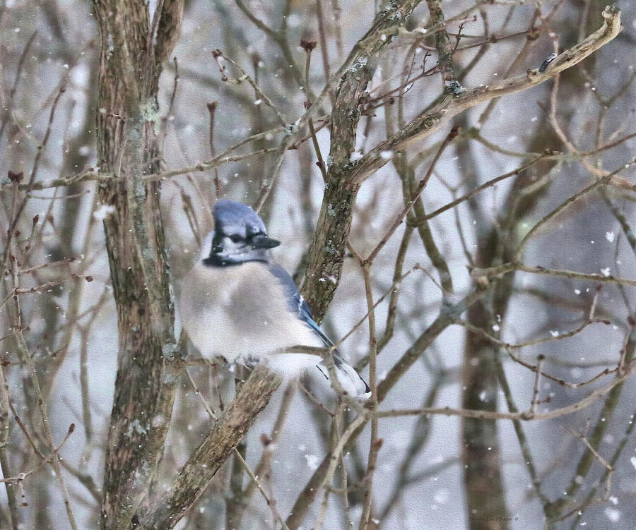 Blue Jay and Spring Snow Photograph by Sandra Huston