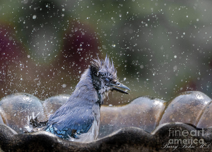 Blue jay bath Photograph by Barry Bohn