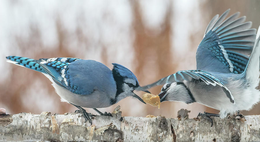 Blue Jay Battle Photograph by Patti Deters