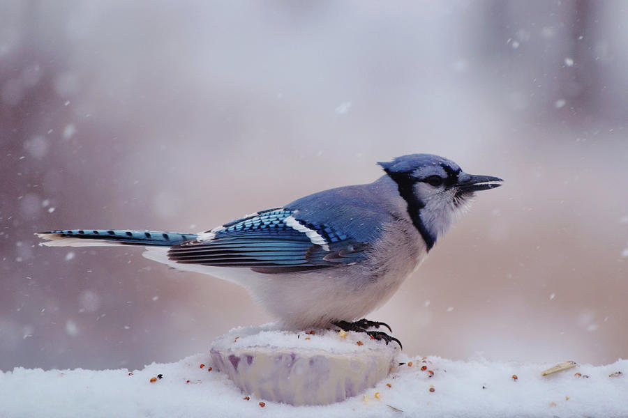Blue Jay Bird Grabs a Bite in Snowfall Photograph by Gaby Ethington