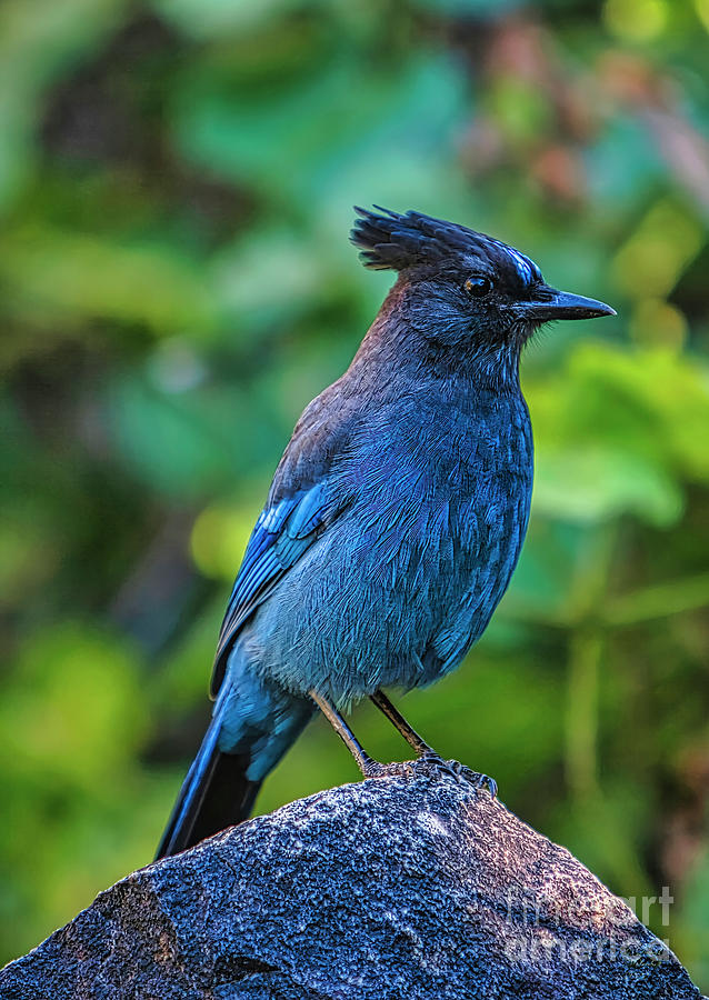 Blue Jay, Bird, Granite, Photograph by David Millenheft