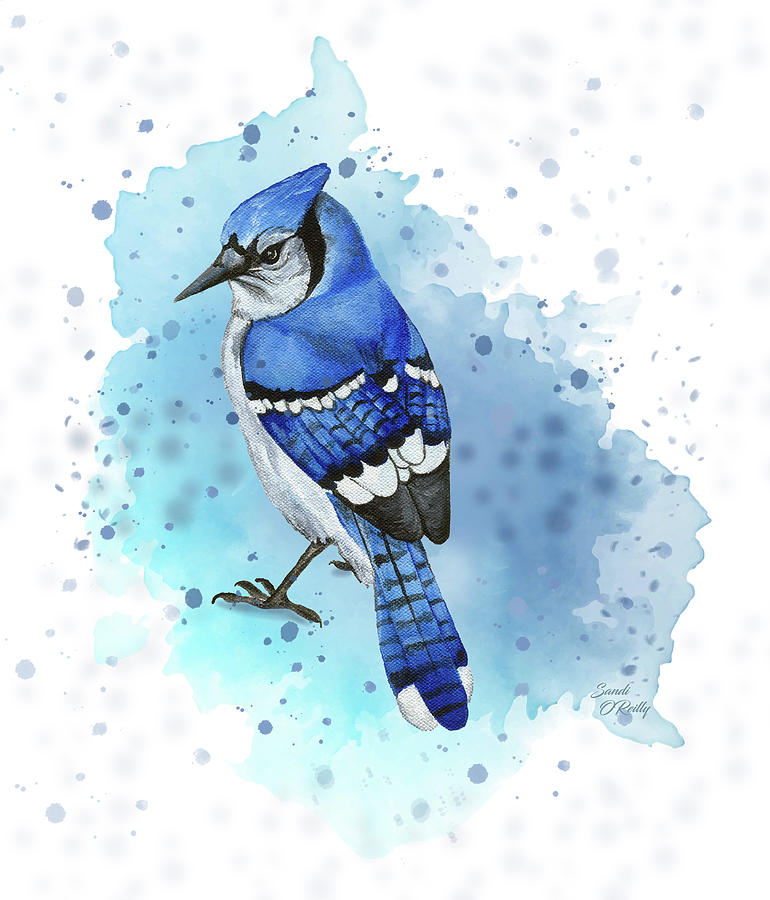 Blue Jay Bird Watercolor Mixed Media by Sandi OReilly