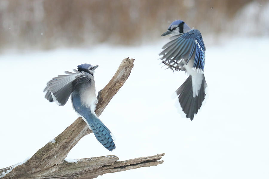 Blue Jay Bully Photograph by Brook Burling