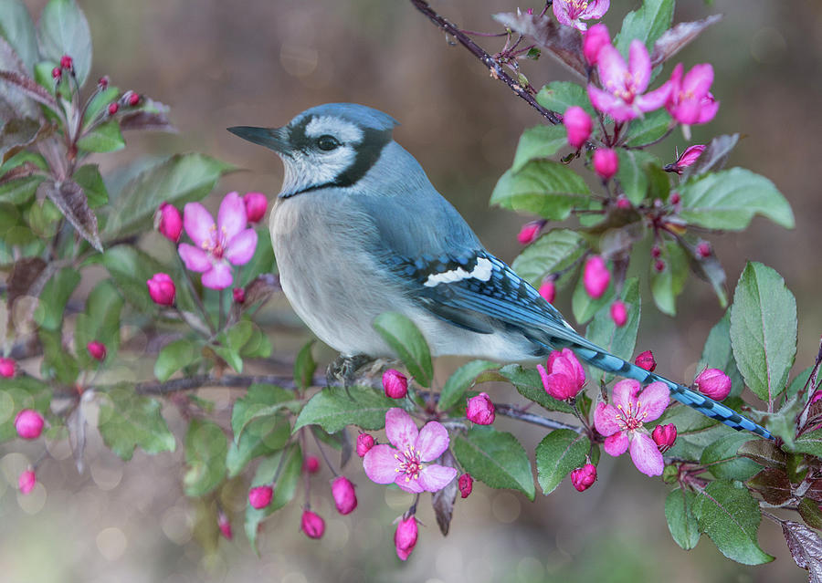 Blue Jay Cherry Blossoms Photograph by Patti Deters