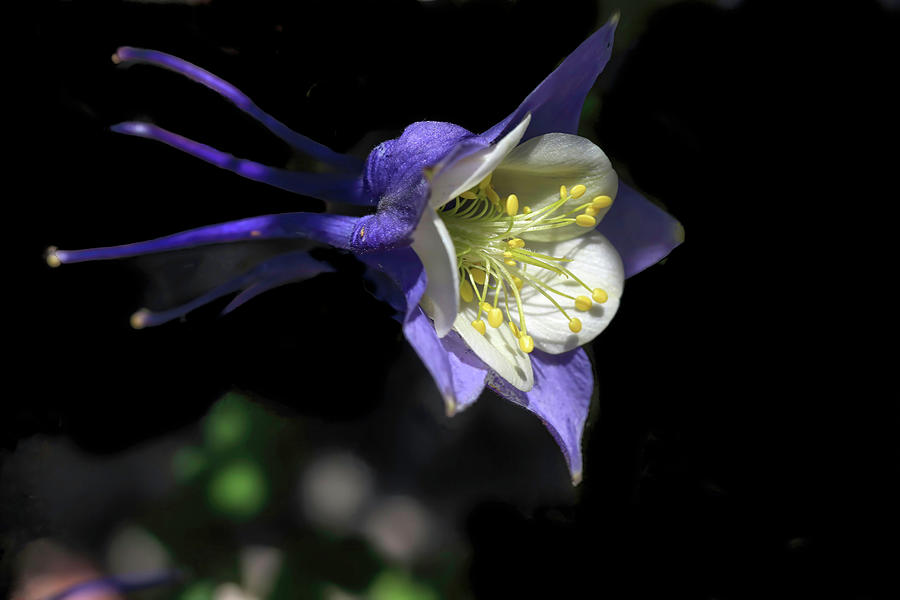Blue Jay Columbine Photograph by Donna Kennedy