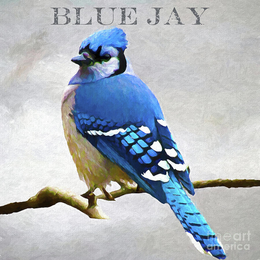 Blue Jay Painting by Denise Dundon