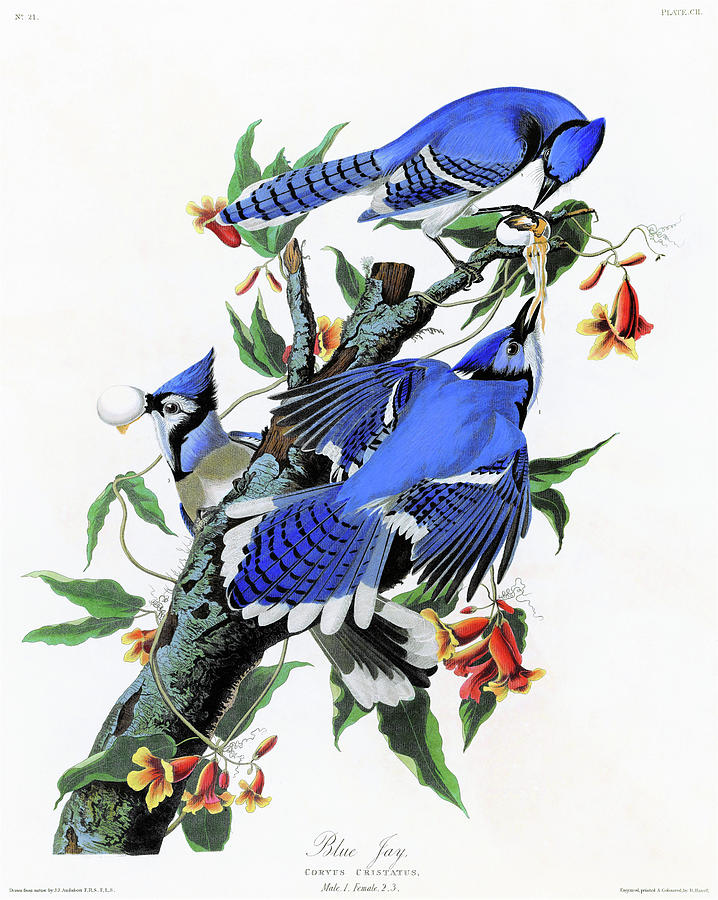 John James Audubon Painting - Blue Jay - Digital Remastered Edition by John James Audubon