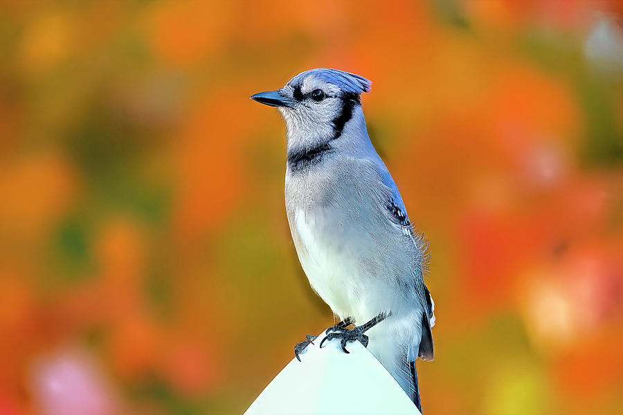 Fall Photograph - Blue Jay enjoying the last foliage of the year by Geraldine Scull