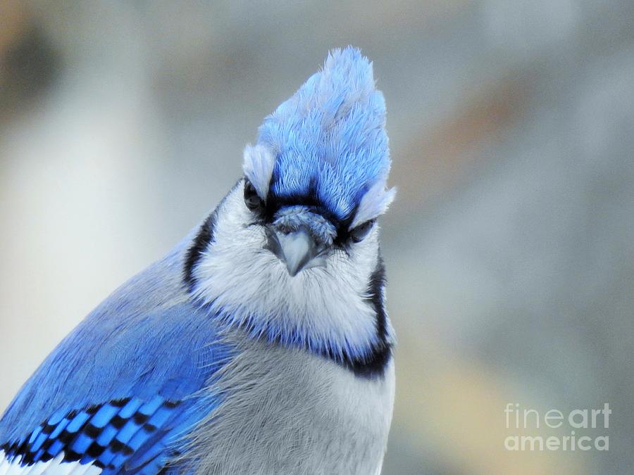 Blue Jay Expression  Photograph by Eunice Miller