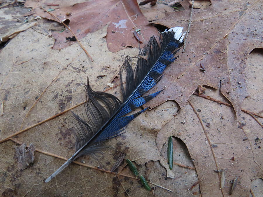 Blue Jay Feather - #11340 Photograph by StormBringer Photography