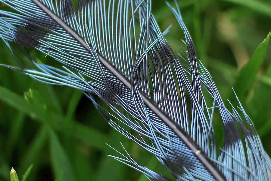 Blue Jay Feather Photograph by Brook Burling