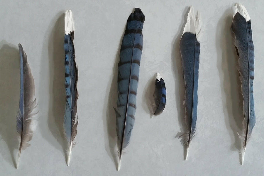 Blue Jay Feather Study Mixed Media by Judy Cuddehe
