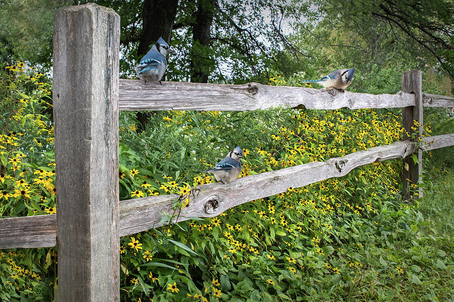 Blue Jay Fence and Wildflowers Photograph by Patti Deters