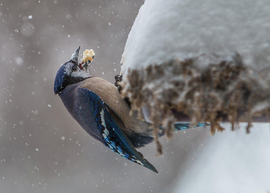 Blue Jay Finds a Peanut Photograph by Patti Deters