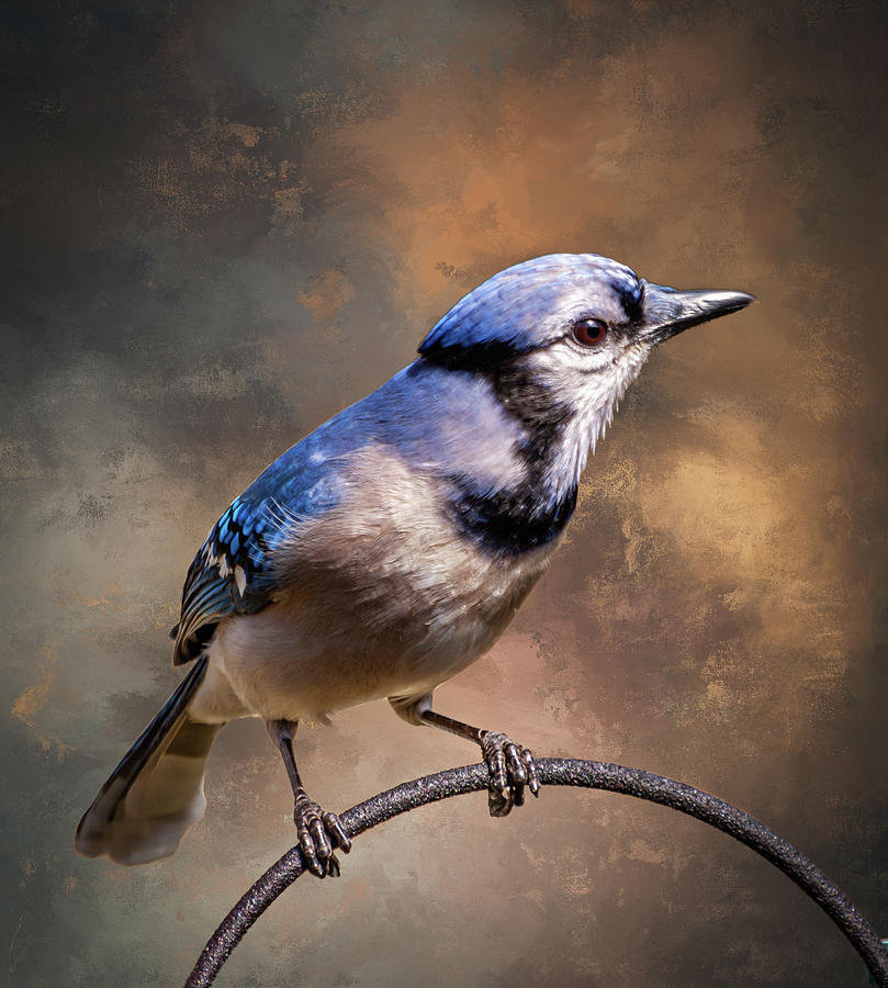 Blue Jay five Photograph by Ken Frischkorn
