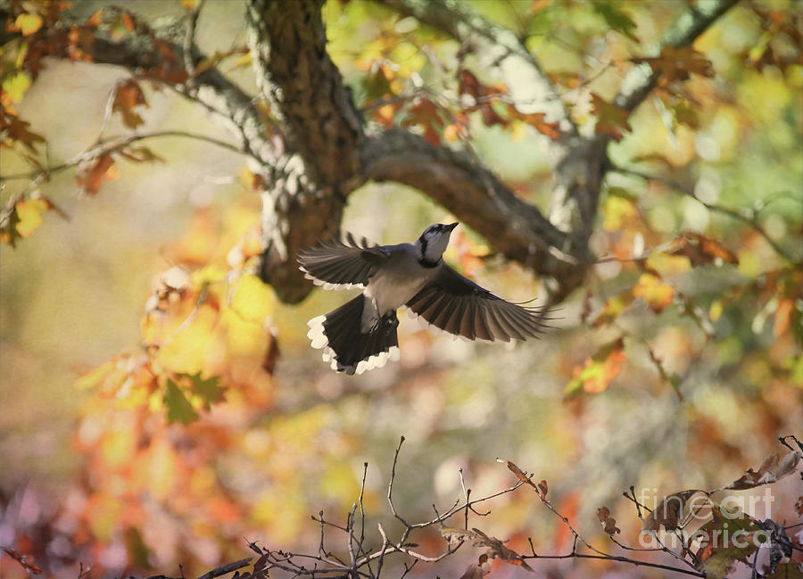 Blue Jay Flyaway  Photograph by Kerri Farley