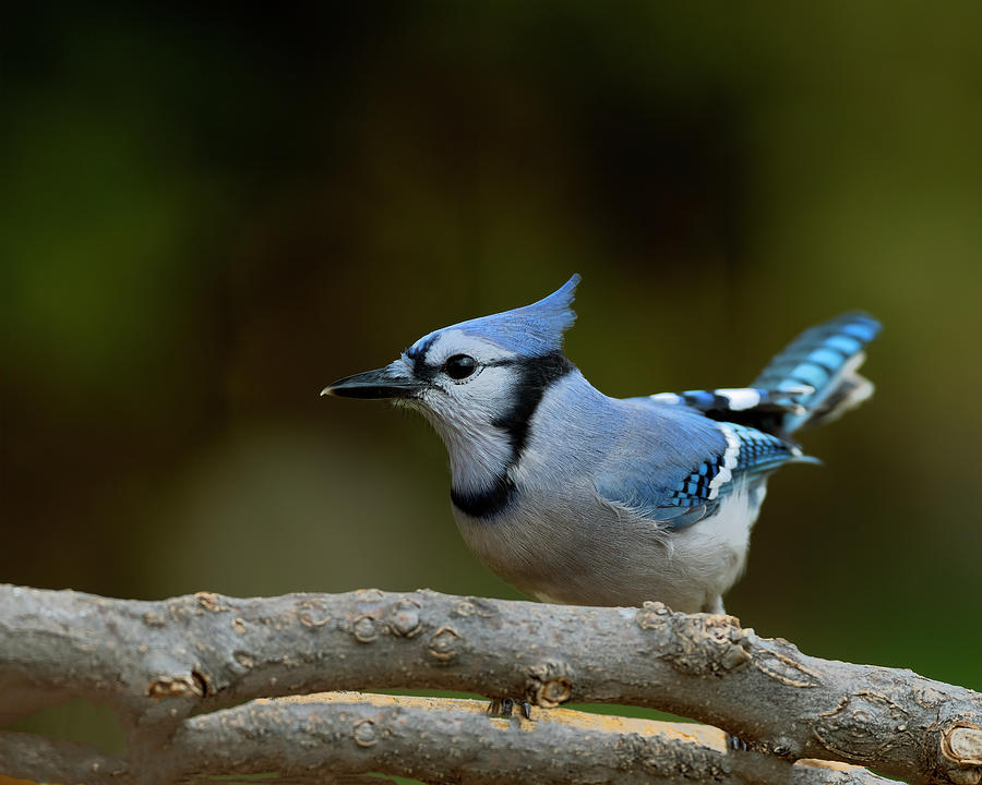 Blue Jay Photograph by Gary Langley - Fine Art America