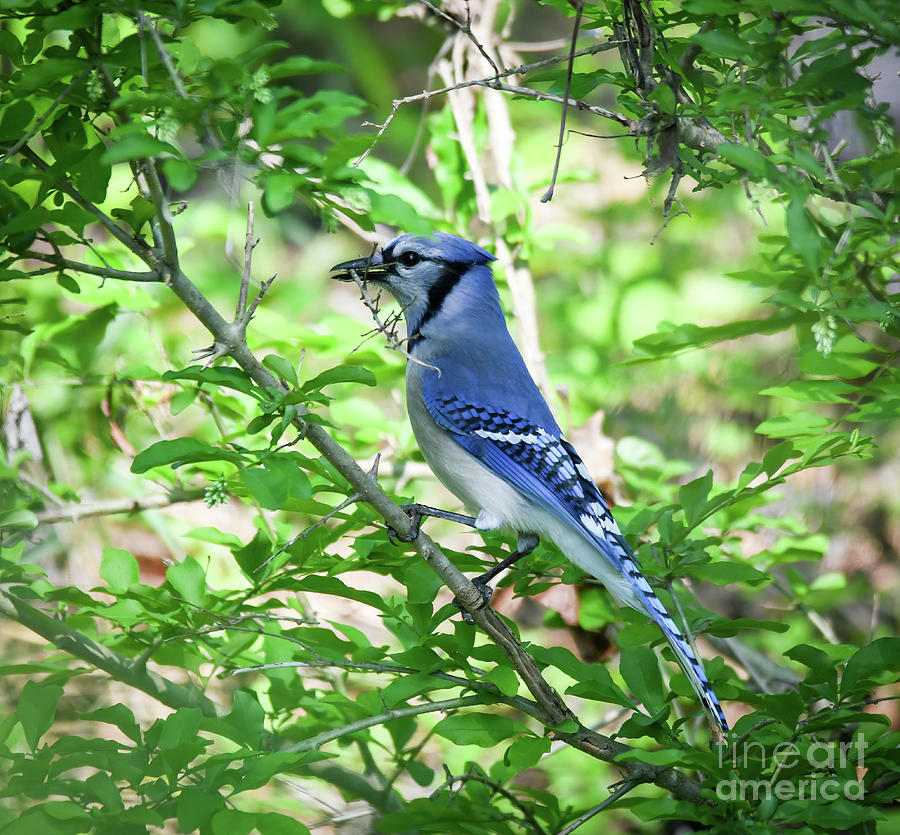 Blue Jay Gathers Twigs Photograph by Kerri Farley