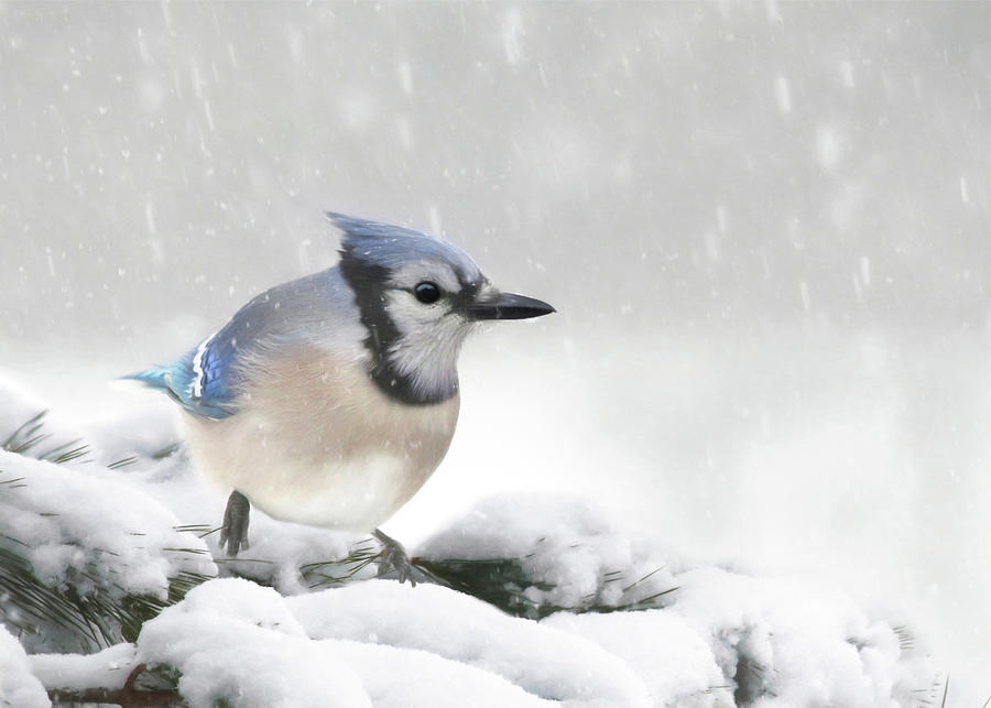 Blue Jay in a Blizzard Photograph by Lori Deiter