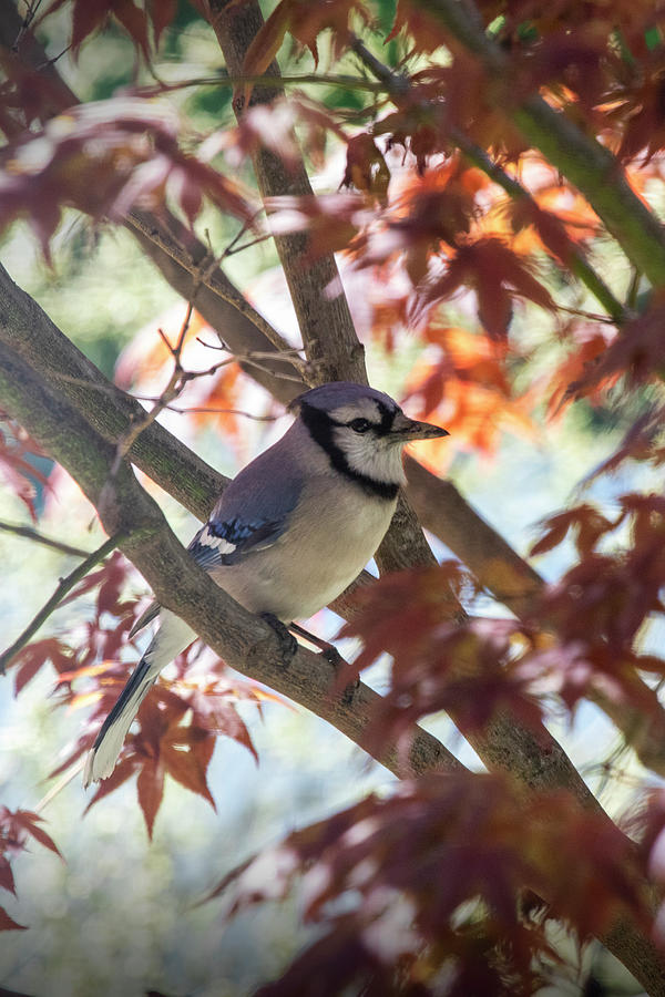 Blue Jay In A Red Tree Photograph
