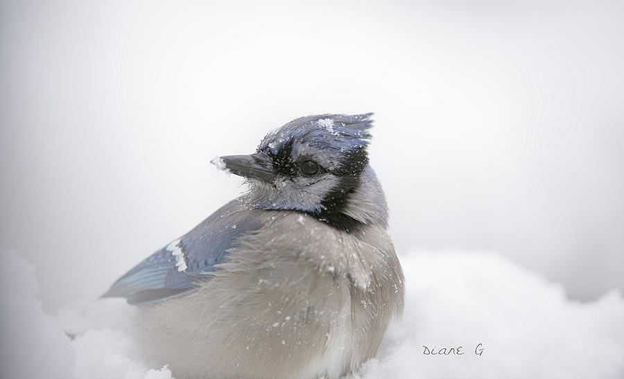 Blue Jay in a storm. Photograph by Diane Giurco