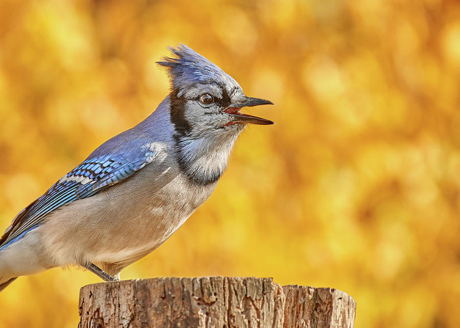 Blue Jay in Autumn Light Photograph by Jim Hughes