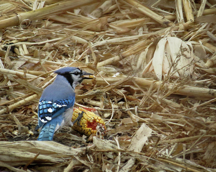 Blue Jay in Cornfield Photograph by Patti Deters
