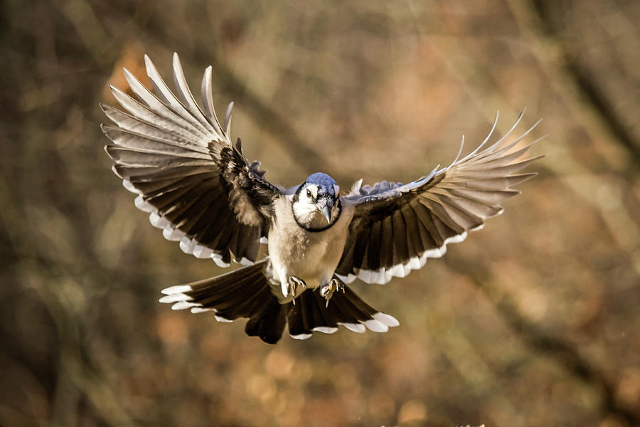 Flight Of The Blue Jay 2016 on Behance