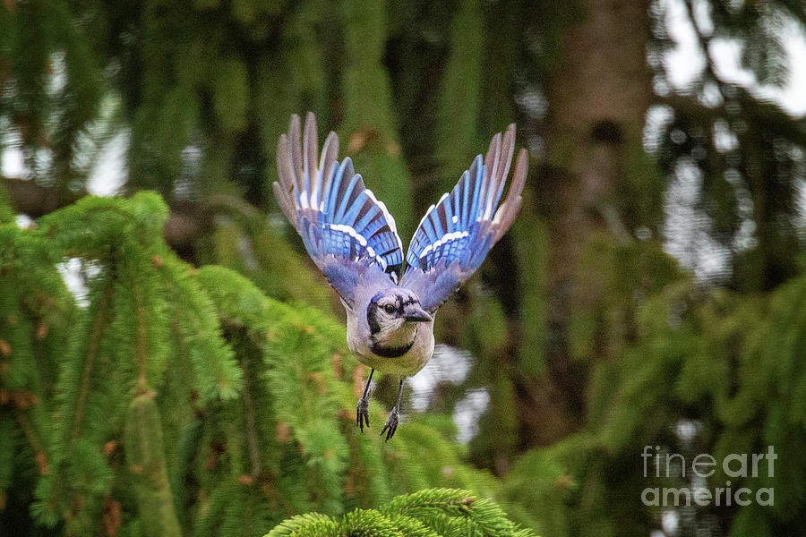 Blue Jay In Flight Photograph by Sharon McConnell