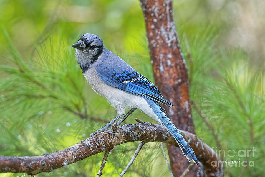 Blue Jay In July Photograph