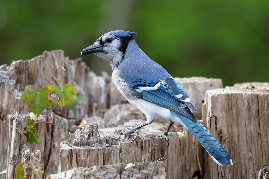 Blue Jay in nature Photograph by Pierre Leclerc Photography