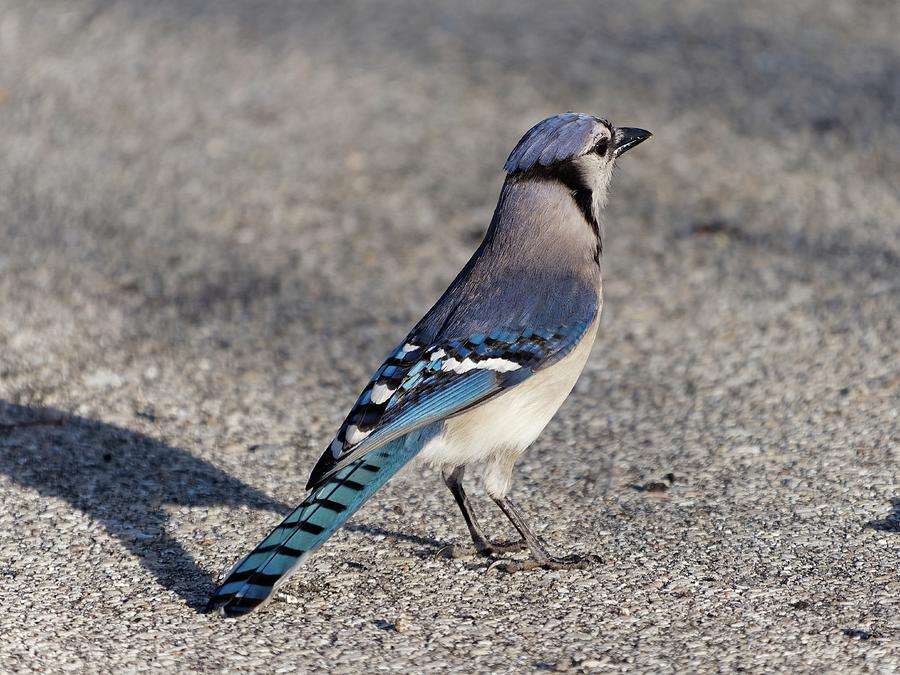Blue Jay In Parking Lot Photograph