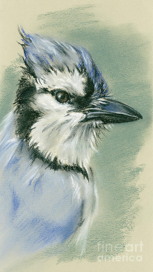 Blue Jay in Profile Sketch Drawing by MM Anderson