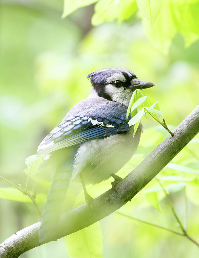 Blue Jay in Spring Photograph by Chris Scroggins