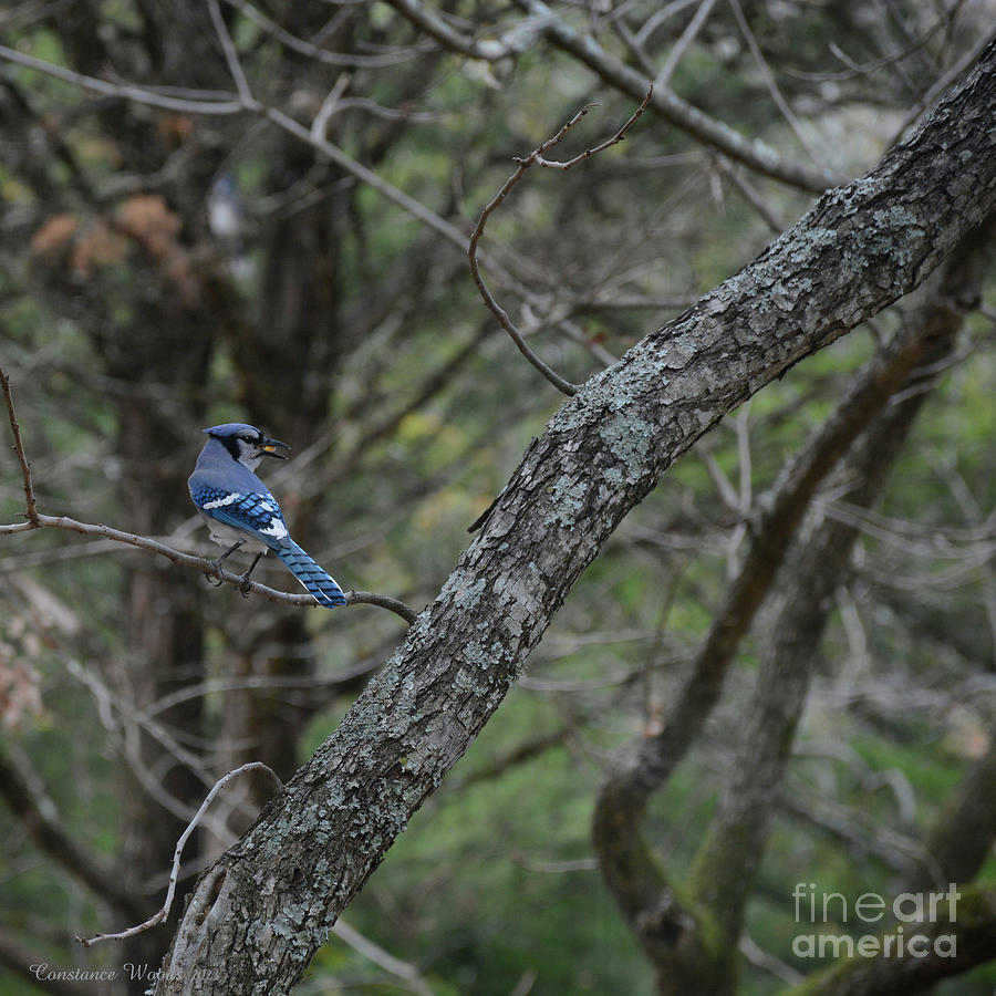 Blue Jay In The Forest Digital Art by Constance Woods