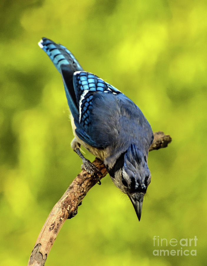 Blue Jay In The Golden Light Photograph
