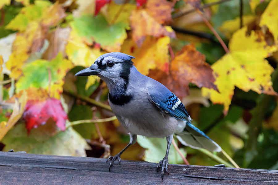 Blue Jay in the leaves Photograph by Dan Friend
