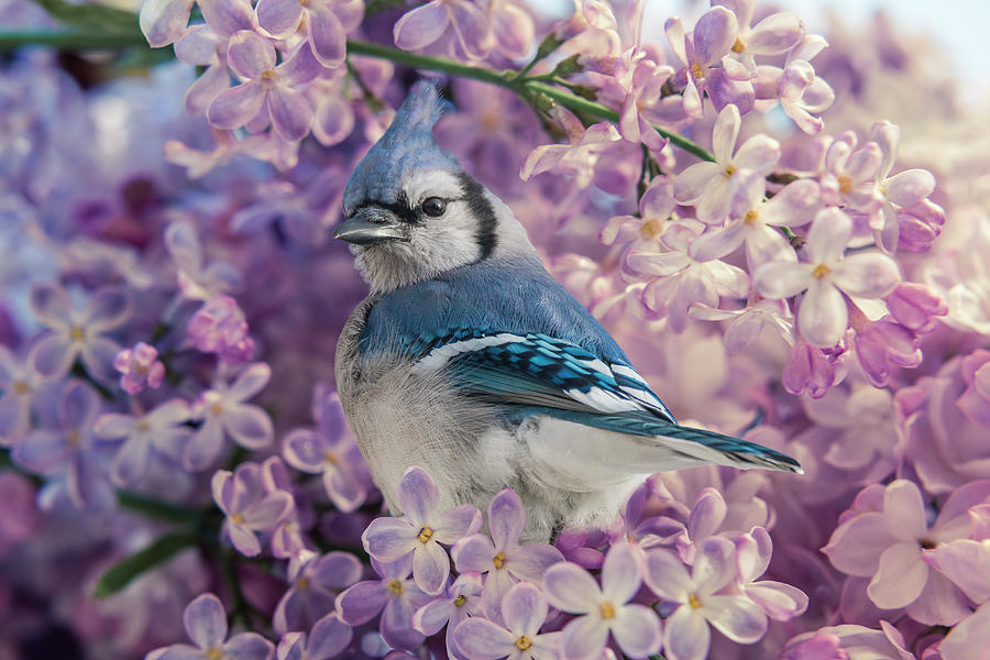 Blue Jay in the Lilacs Photograph by Patti Deters