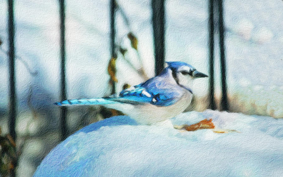 Blue Jay in the Snow Photograph by Diane Lindon Coy