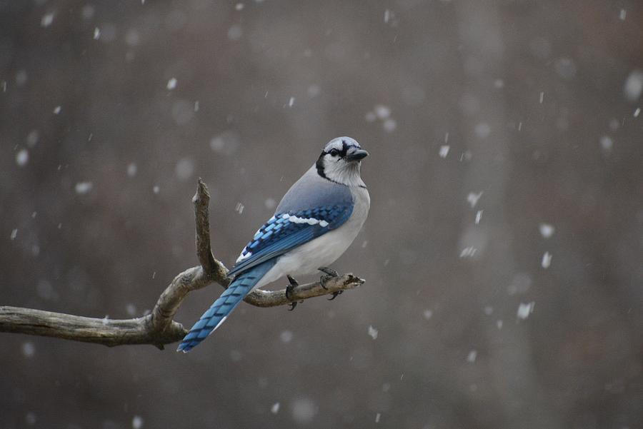 Blue Jay in the snow Photograph by Judy Genovese
