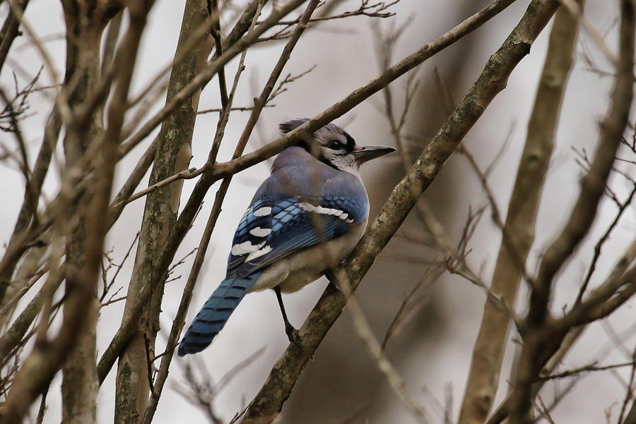 Blue Jay in the Tree Photograph by Dorothy Cunningham