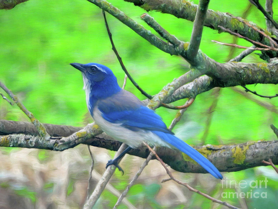 Blue Jay in Tree Photograph by Scott Cameron